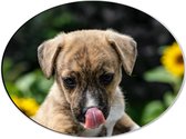 WallClassics - Dibond Ovaal - Puppy Likkend aan Snuit - 40x30 cm Foto op Ovaal (Met Ophangsysteem)