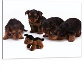 WallClassics - Dibond - Vier Bruin met Zwarte Puppy's bij Soortgenoot Knuffel - 100x75 cm Foto op Aluminium (Met Ophangsysteem)