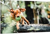 Acrylglas - Spelende Hond met Bal bij Boomstam in Bos - 150x100 cm Foto op Acrylglas (Met Ophangsysteem)