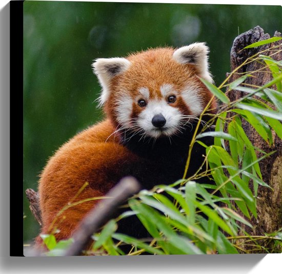 Canvas - Aandoenlijke Rode Panda op Boomstam met Groene Planten - 40x40 cm Foto op Canvas Schilderij (Wanddecoratie op Canvas)