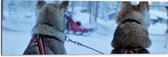 WallClassics - Dibond - Honden in de Sneeuw - 90x30 cm Foto op Aluminium (Met Ophangsysteem)