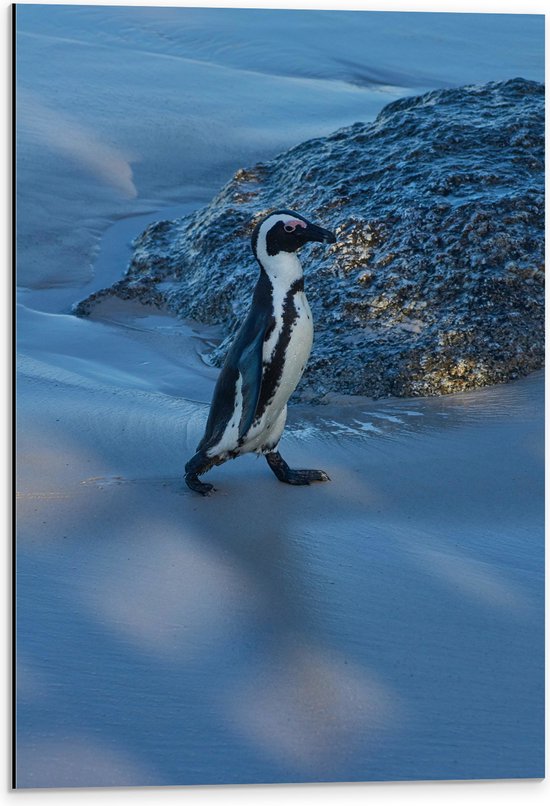 Dibond - Pingïun lopend langs Rots op het Strand - 40x60 cm Foto op Aluminium (Wanddecoratie van metaal)