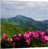 Acrylglas - Groepje Roze Bloemen op Top van Berg in Berglandschap - 100x100 cm Foto op Acrylglas (Met Ophangsysteem)