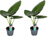 Plant in a Box - Alocasia Odora - Set van 2 - Groene kamerplant met grote groene bladeren - Pot 17cm - Hoogte 55-75cm