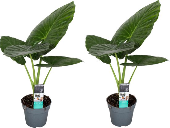 Romantiek vice versa rol Plant in a Box - Alocasia Odora - Set van 2 - Groene kamerplant met grote  groene... | bol.com