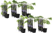 Plant in a Box - Wisteria sinensis - Set van 6 - Wisteria blauwe regen - Pot 9cm - Hoogte 25-40cm