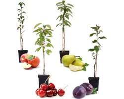 Plant in a Box - Mix van 4 zuilvormige fruitbomen - Prunus - Pyrus - Malus - Pot 9cm - Hoogte 60-70cm