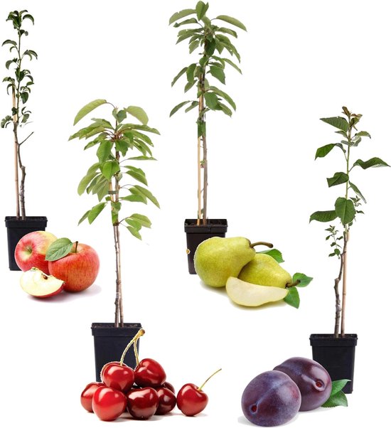 Foto: Plant in a box mix van 4 zuilvormige fruitbomen prunus pyrus malus pot 9cm hoogte 60 70cm