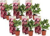 Plant in a Box - Hortensia Teller - Set van 6 - Roze - Tuinhortensia - Pot 9cm - Hoogte 25-40cm