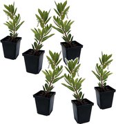 Plant in a Box - Arbutus Unedo - Set van 6 - Aardbeienboom - Witte lichtroze bloemen - Pot 9cm - Hoogte 25-40cm