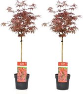 Plant in a Box - Acer palmatum 'Shaina' - Set de 2 - Erable du Japon Esdoorn - Feuilles rouges - Pot 19cm - Hauteur 80-90cm
