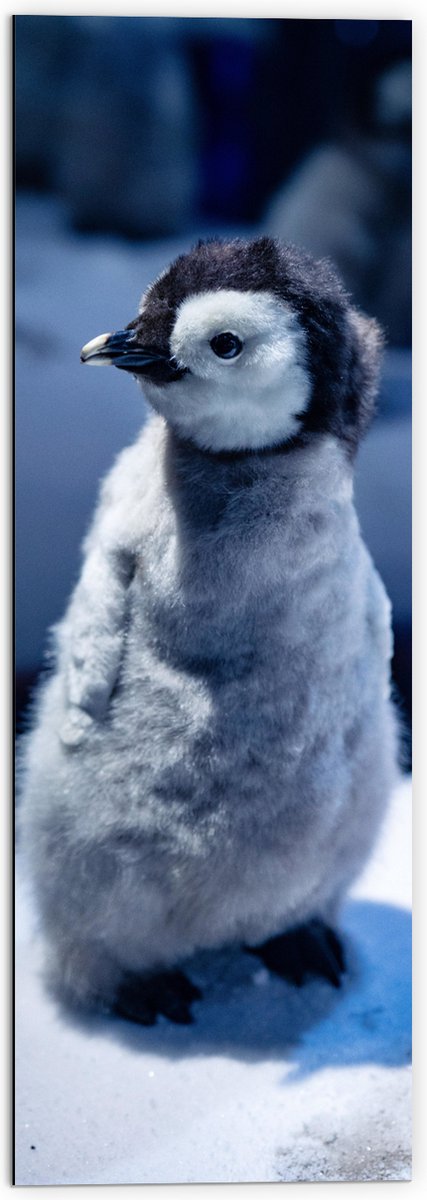 Dibond - Baby Pinguïn in de Sneeuw - 50x150 cm Foto op Aluminium (Met Ophangsysteem)