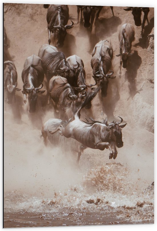 WallClassics - Dibond - Bison se précipitant sur l' Water - 60x90 cm Photo sur Aluminium (Décoration murale en métal)