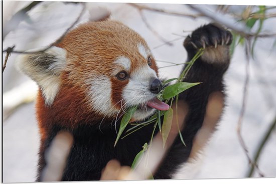 WallClassics - Dibond - Kleine Panda Etend aan Blaadje - 90x60 cm Foto op Aluminium (Met Ophangsysteem)