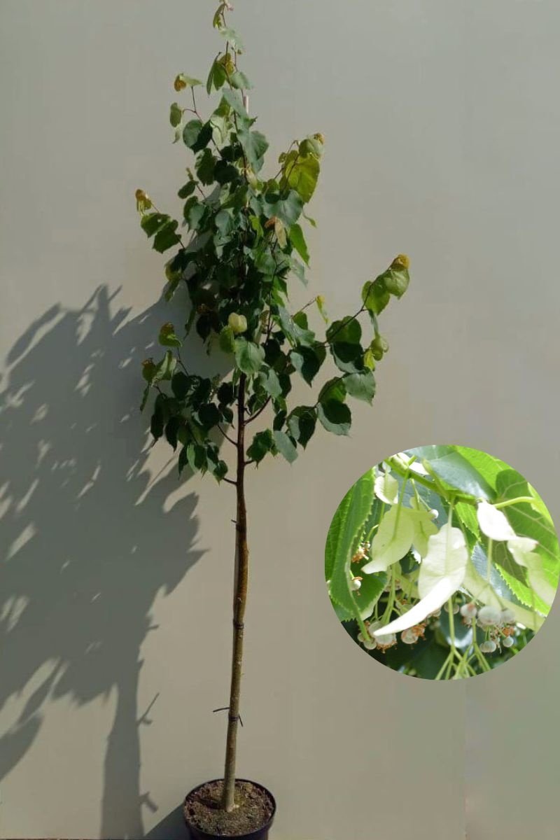 Jonge Winterlinde boom | Tilia cordata | 100-150cm hoogte