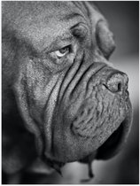 WallClassics - Poster Glanzend – Kwijlende Hond (Zwart- wit) - 30x40 cm Foto op Posterpapier met Glanzende Afwerking