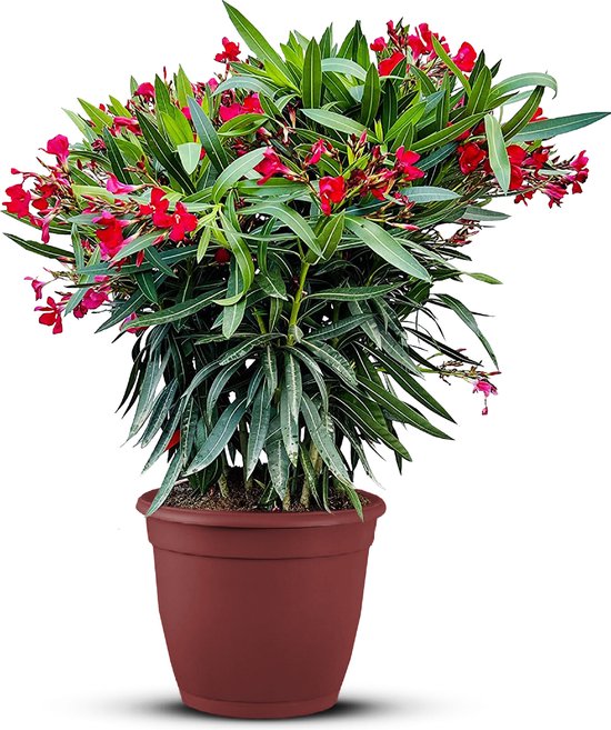 Rode Oleander - Nerium Oleander 80-100 cm
