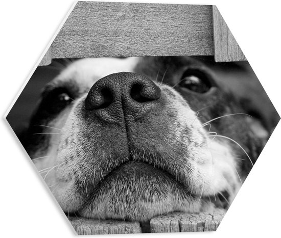 WallClassics - PVC Schuimplaat Hexagon - Hondenkop door Houten Hek (Zwart- wit) - 40x34.8 cm Foto op Hexagon (Met Ophangsysteem)