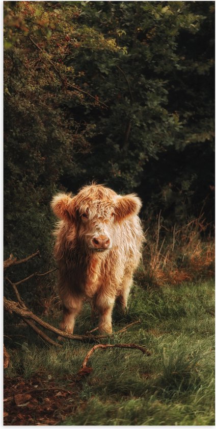WallClassics - Poster Glanzend – Fluffy Bruine Schotse Hooglander in Begroeid Bos - 50x100 cm Foto op Posterpapier met Glanzende Afwerking