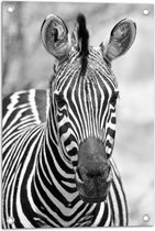 WallClassics - Tuinposter – Kop van Prachtige Zebra (Zwart- wit) - 40x60 cm Foto op Tuinposter (wanddecoratie voor buiten en binnen)