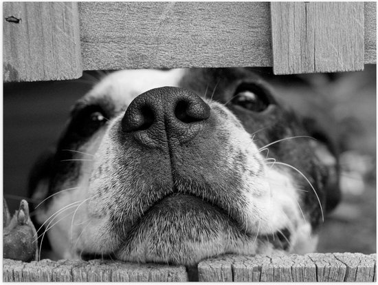 WallClassics - Poster Glanzend – Hondenkop door Houten Hek (Zwart- wit) - 40x30 cm Foto op Posterpapier met Glanzende Afwerking