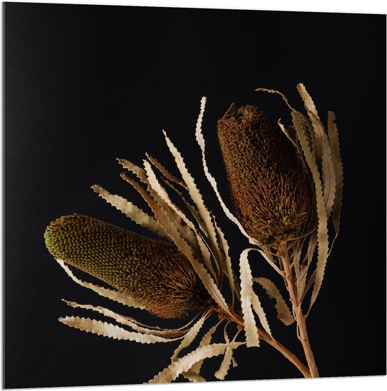 Acrylglas - Duo van Banksia Menziesii Planten in Witte Vaas - 100x100 cm Foto op Acrylglas (Met Ophangsysteem)