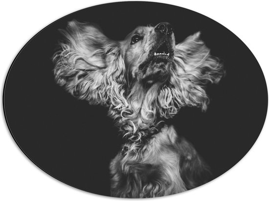 WallClassics - Dibond Ovaal - Hond met Wapperende Grote Oren in het Zwart Wit - 56x42 cm Foto op Ovaal (Met Ophangsysteem)