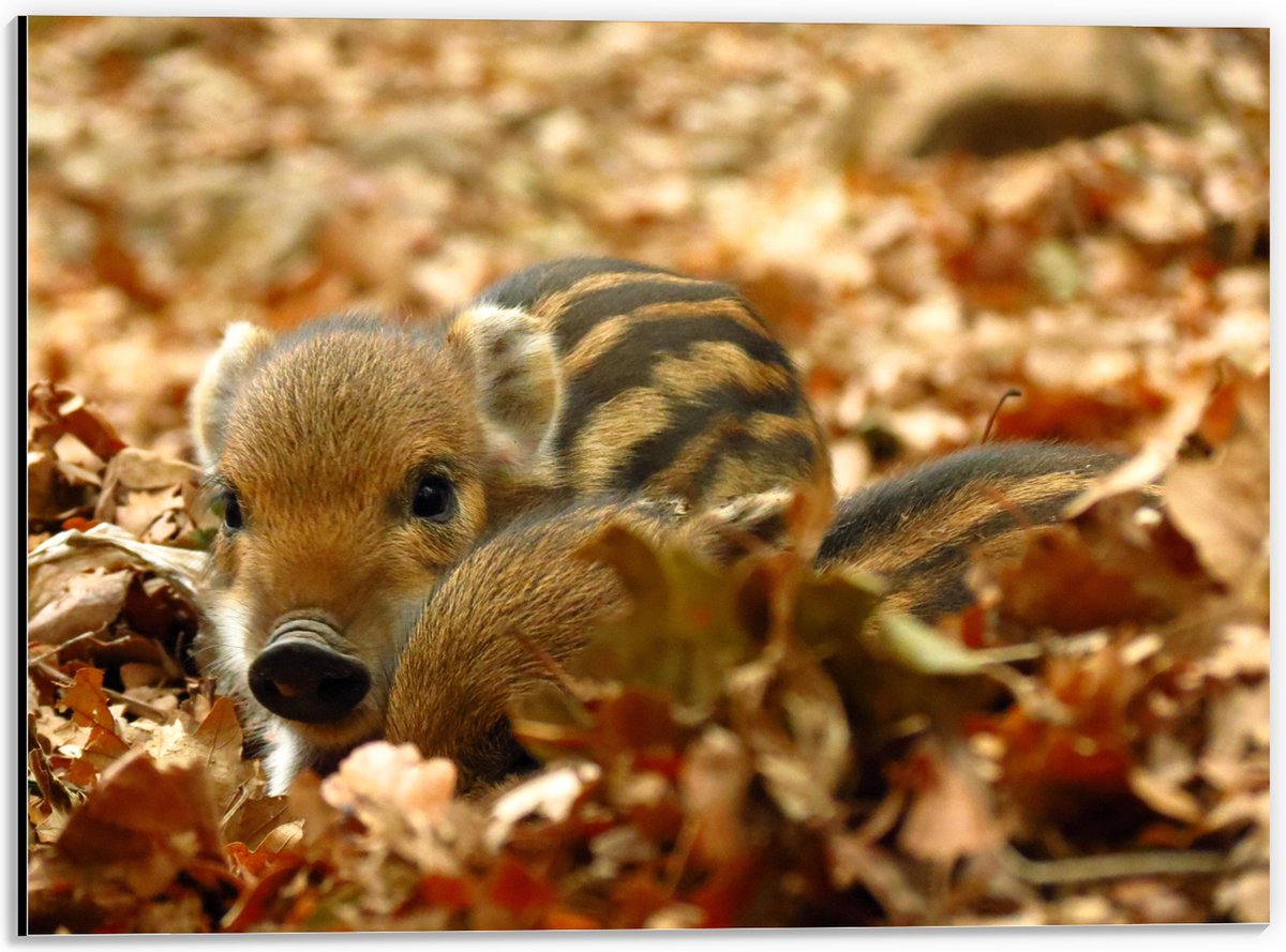 Dibond - Wild Baby Zweintje in Herfstig Bos - 40x30 cm Foto op Aluminium (Met Ophangsysteem)