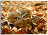 WallClassics - Dibond - Wild Baby Zweintje in Herfstig Bos - 40x30 cm Foto op Aluminium (Met Ophangsysteem)