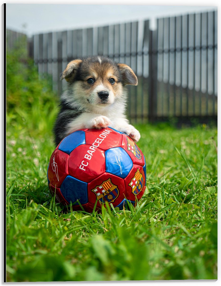 Dibond - Hondje Speelt met een Voetbal - 30x40 cm Foto op Aluminium (Met Ophangsysteem)