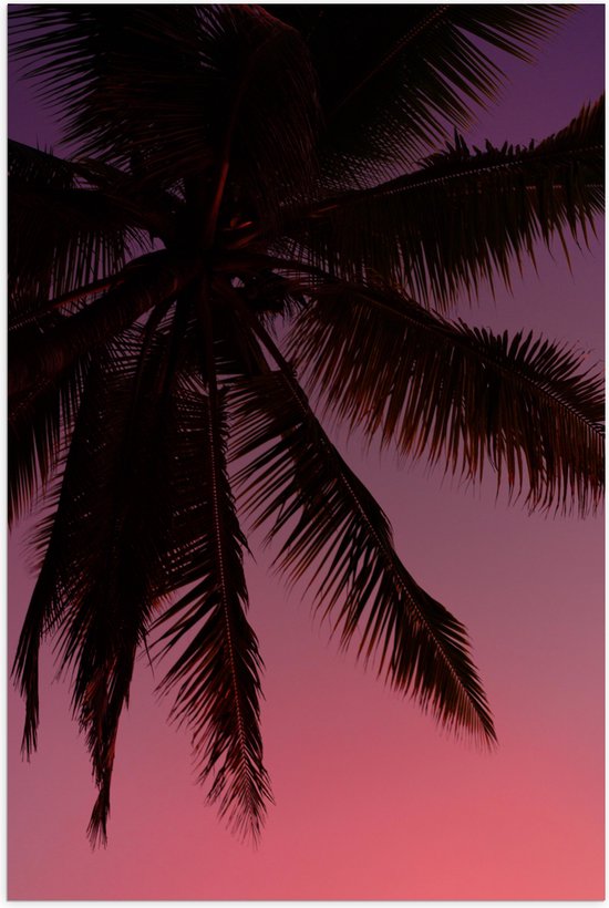 WallClassics - Poster (Matte) - Silhouette d'un Palmier avec un Ciel Rose - 100x150 cm Photo sur Papier Poster avec un Aspect Mat