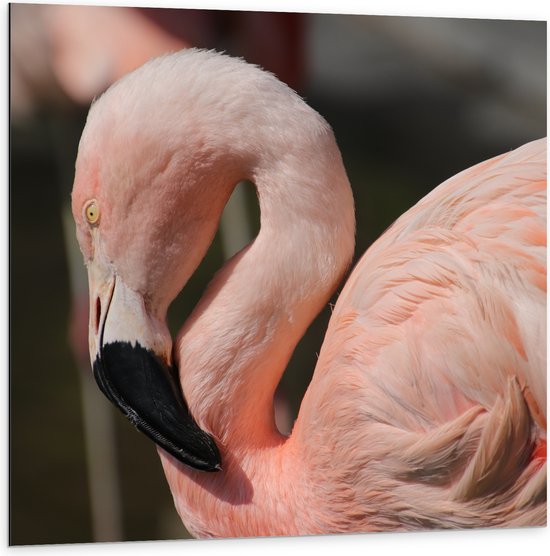 WallClassics - Dibond - Flamingo in de Zon - 100x100 cm Foto op Aluminium (Met Ophangsysteem)