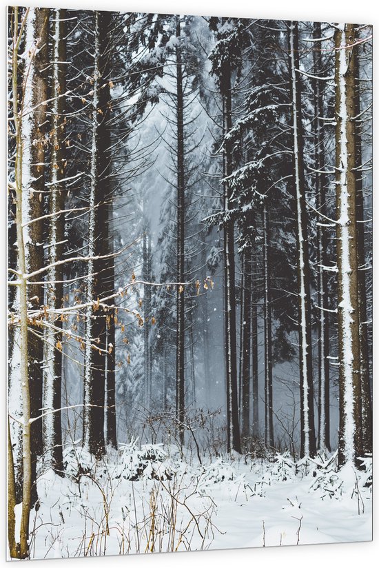 WallClassics - PVC Schuimplaat - Witte Sneeuw op de Bomen - 100x150 cm Foto op PVC Schuimplaat (Met Ophangsysteem)