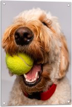 WallClassics - Tuinposter – Hond Speelt met Tennisbal - 50x75 cm Foto op Tuinposter (wanddecoratie voor buiten en binnen)