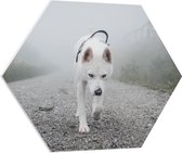 WallClassics - PVC Schuimplaat Hexagon - Eenzame Witte Hond Lopend over een Pad - 70x60.9 cm Foto op Hexagon (Met Ophangsysteem)