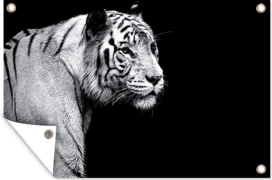 Tigre blanc de Sibérie sur fond noir affiche de jardin toile en vrac 180x120 cm - Toile de jardin / Toile d'extérieur / Peintures d'extérieur (décoration de jardin) XXL / Groot format!