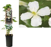 Klimplant Clematis montana Grandiflora (kleinbloemige Bosrank) - witte bloemen