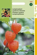 Hortitops Zaden - Physalis Franchetti Gig.(Lampionplant)