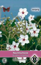 Van Hemert & Co - Witte Nachtschone (Mirabilis longiflora)