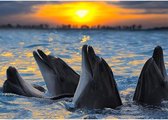 Canvas Schilderij Dolfijnen met zonsondergang