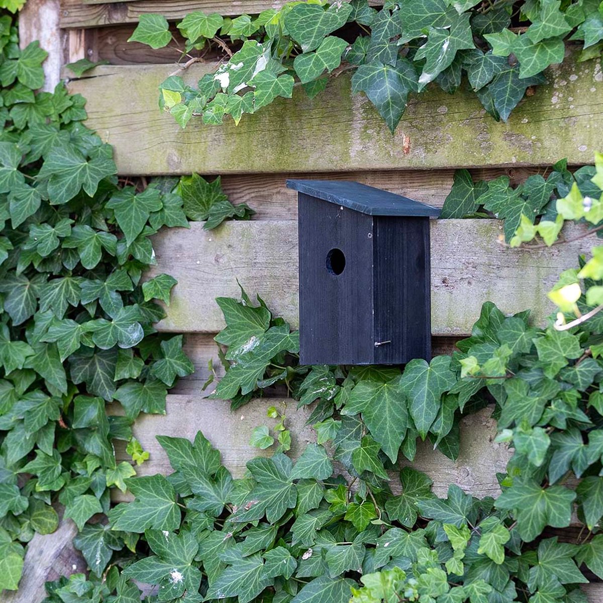 Gifts4Nature Nestkast - 32mm - Nestkastje voor o.a. Koolmees, Boomklevers & Mussen - Houten Vogelhuisje - FSC-gecertificeerd - Zwart