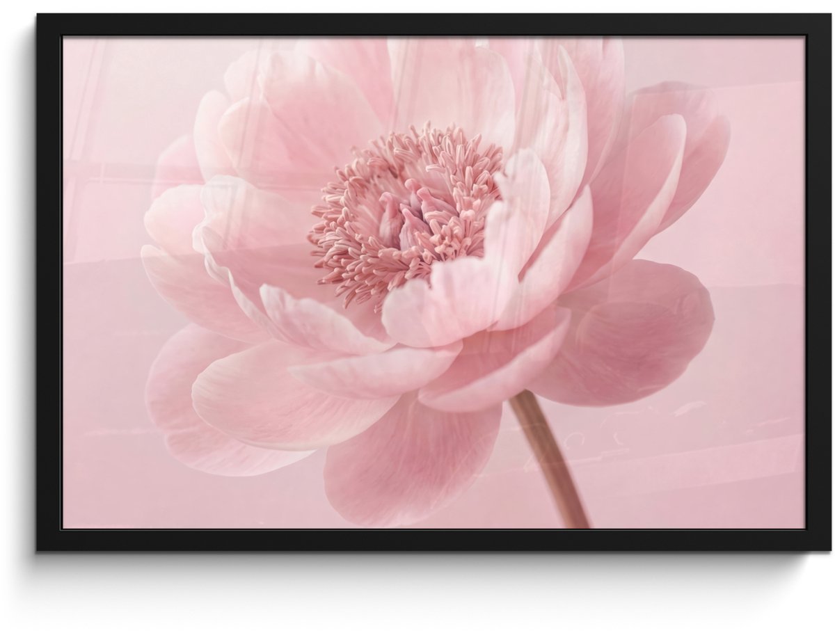 FrameYourWall Poster in lijst - Fotolijst 60x40 cm - Posters - Bloem - Pioenroos - Roze - Posterlijst zwart - Decoratie - Wanddecoratie woonkamer - Muurdecoratie slaapkamer