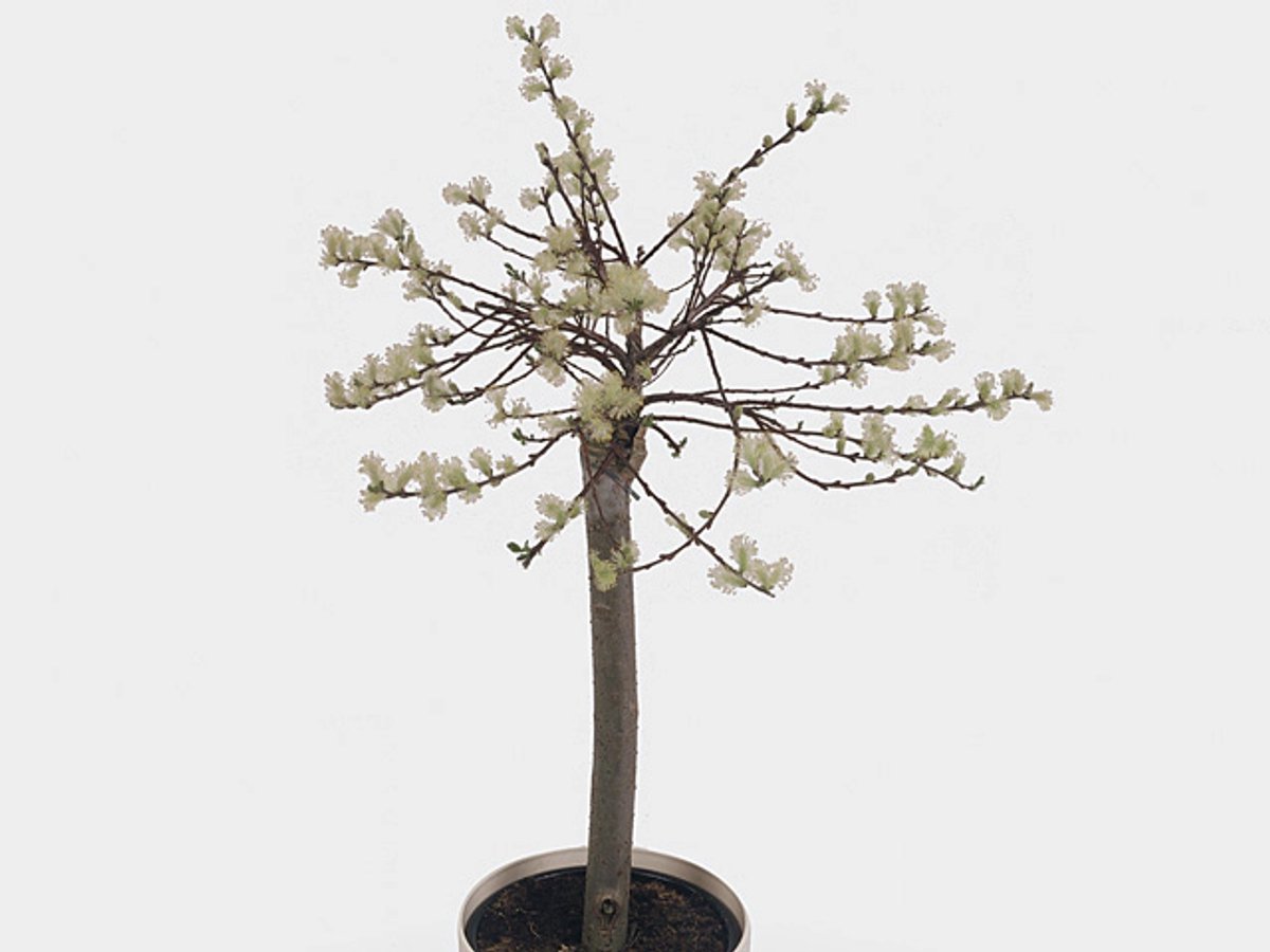 JUNAVERA Salix repens ‘Iona’ (kruipwilg) | 60 cm hoog | In 14 cm pot | Goudgele katten | Winterharde sierheester
