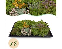Green boutiQ - Bodembedekker - Winterhard - Sedum mat - Bestaat uit 10 soorten - X2 - Weinig Onderhoud - Lengte 50cm Breedte 30cm