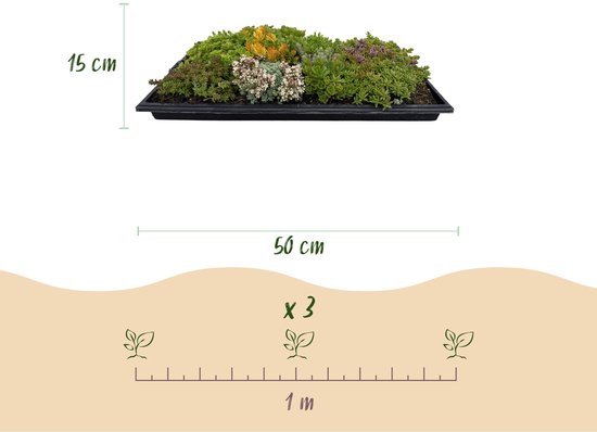 Sedummat met diverse groene, grijze, paarse en gele planten in een zwarte bak van 50 cm breed en 15 cm hoog.