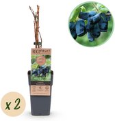 Green boutiQ - Fruitplant - Lonicera caerulea Kamchatika - Honingbes - Winterhard - Blauw Vrucht - 2 Planten - Pot 15cm - Hoogte 50cm
