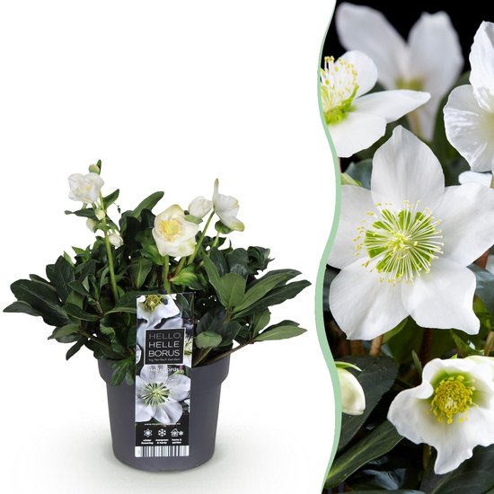 Helleborus Christmas Carol in zwarte pot met label en close-up van de witte bloem.
