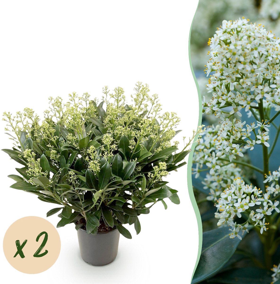 Green boutiQ - Terrasplant - Skimmia japonica Finchy - Bloem Wit - 40+ Bloemen - 2 Plant - Winterhard - Pot 19cm Hoogte 60cm