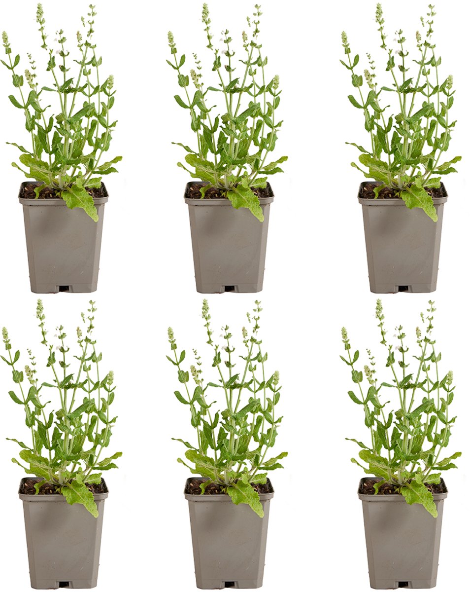 Bloomique - Set van 6 - Salvia Sensation White - Salie - Wit bloeiend - Winterhard - Vaste Plant - Bijvriendelijk - 10-20cm Hoog - Pot 9cm