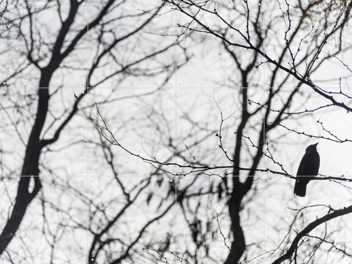 IXXI Birds in a Tree, Photolovers - 80 x 60 cm - Gratis ophangtool - Grote wanddecoratie en posters - Minimalisme, Fotografie, Slaapkamer, Woonkamer